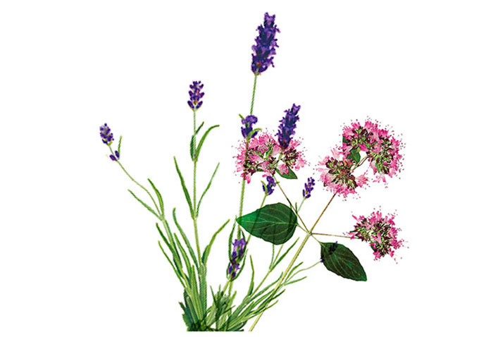 Floral Lavender タスカ アロマネイルオイル