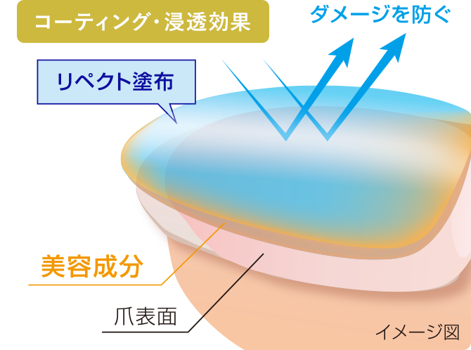 コーティング・浸透効果 イメージ図
